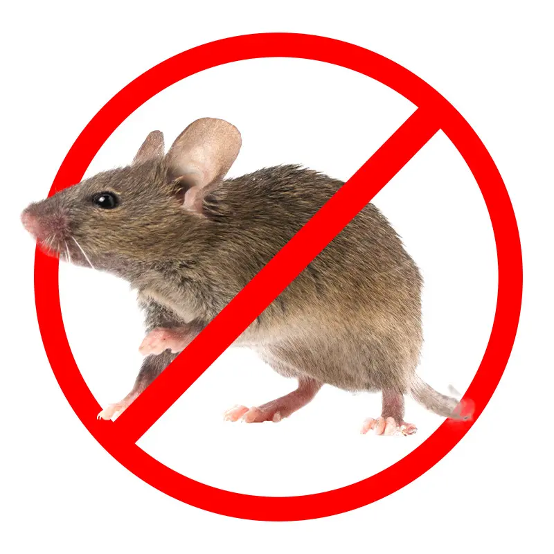 Femme rangeant des aliments dans des bocaux hermétiques pour prévenir le retour des souris