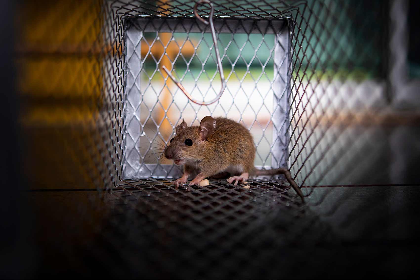 Extermination de souris à Laval par un professionnel Paratek